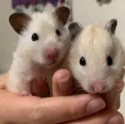 こなもんの画像
