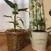 新品/タグ付き】モガ ソアコティオーガンジーモックネックブラウス