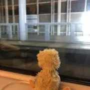 ひなみの画像