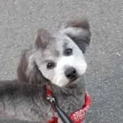 がんも