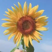 りんご