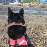 チウニーの画像