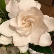 レファー