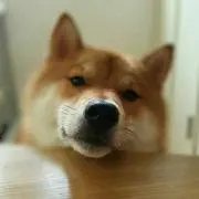 Piyo