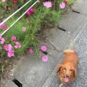 コスモス