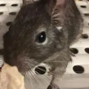 もんもん