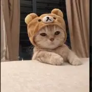 たくの画像