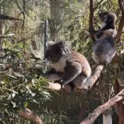 あやの画像