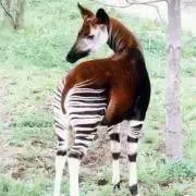 んカピ