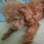 びんたん