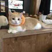 Maryの画像