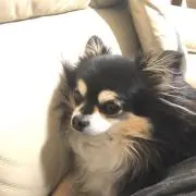 sayu