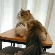 ミドナ