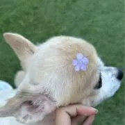 ツユ子の画像