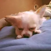 ちちちち。