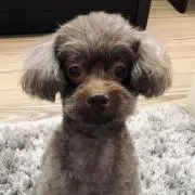 アムの画像