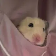 ながながの画像