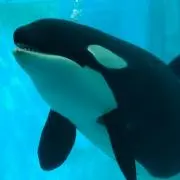 シュン