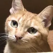 ぽんつくの画像