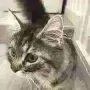 めいすけの画像