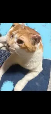 はっちゃん