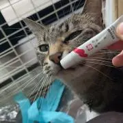 きのこの画像