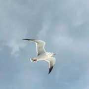 ポポポ