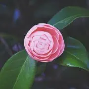 マミーの画像