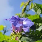 氏抹茶