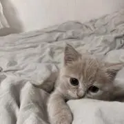 はな