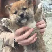 うめの画像
