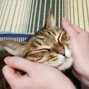 あまほちゃんの画像