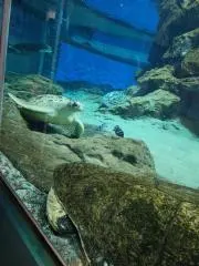 いっくん