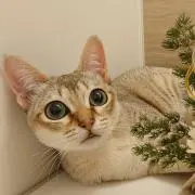 ひろ