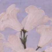 ⭕️即購入無言取引の画像