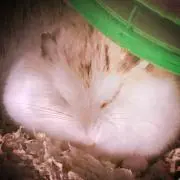 ggの画像