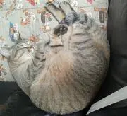 まぁの画像