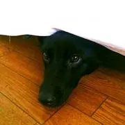 mimiの画像