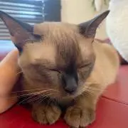 かえの画像