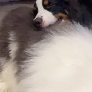 ぴこたんの画像