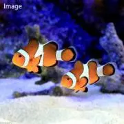 ほたての画像