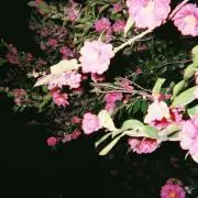 osushiの画像