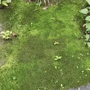 ポピーの画像