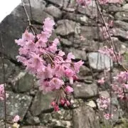 さやの画像