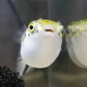 kitakituの画像