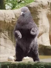 熊鳩
