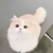 かのの画像