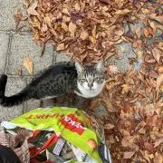 Nekoの画像