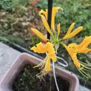 えむ　セール実施中の画像