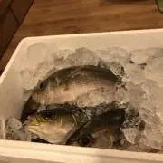 いさきの画像